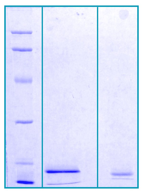 M.W. marker-14, 21, 31, 45, 66, 97 kDa<br />reduced and boiled sample, 2.5 μg/lane<br />non-reduced and non-boiled sample, 2.5 μg/lane